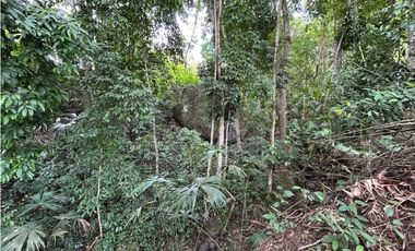 Venta de finca en Tamesis suroeste antioqueño