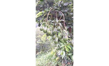 VENTA FINCA BETANIA SUROESTE ANTIOQUEÑO
