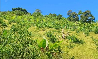 VENTA FINCA BETANIA SUROESTE ANTIOQUEÑO