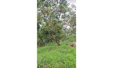 VENTA FINCA BETANIA SUROESTE ANTIOQUEÑO