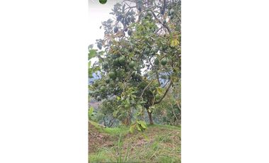 VENTA FINCA BETANIA SUROESTE ANTIOQUEÑO
