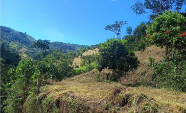 VENTA FINCA BETANIA SUROESTE ANTIOQUEÑO