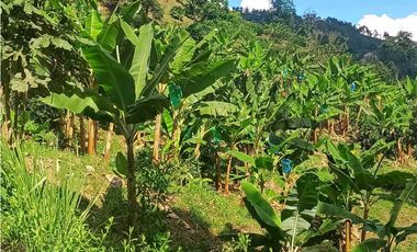 VENTA FINCA BETANIA SUROESTE ANTIOQUEÑO