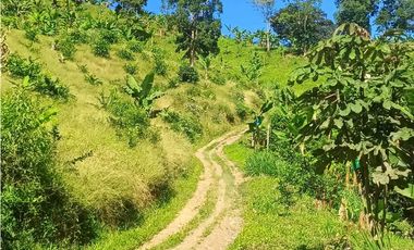 VENTA FINCA BETANIA SUROESTE ANTIOQUEÑO