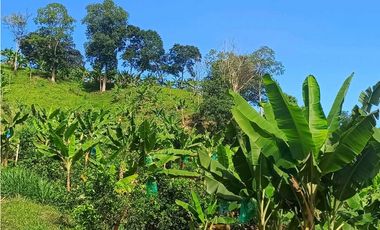 VENTA FINCA BETANIA SUROESTE ANTIOQUEÑO