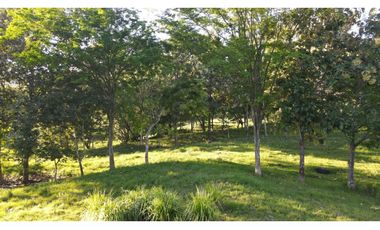 VENTA DE LOTE EN PUENTE IGLESIAS, SUROESTE ANTIOQUEÑO