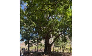 Venta de Finca 17.75 Hectareas en Playa Santa Catalina Panama