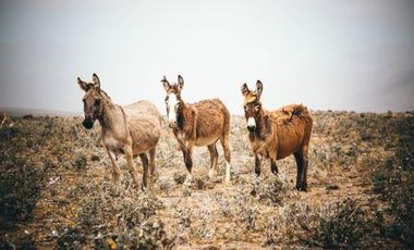 Parcela en Venta en Las Bandurrias - Los Pequeñes