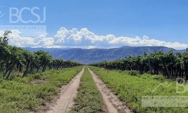 Finca La Germania - Distrito San Isidro