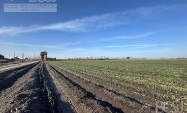 Finca Rawson