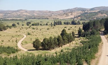 HUALAÑÉ SECTOR LOS COIPOS