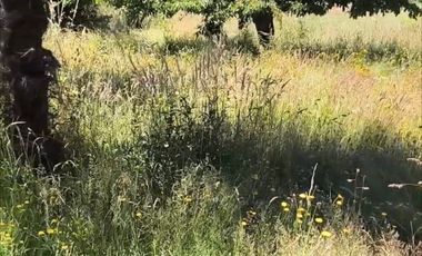 RIO BUENO, CON AGUA LUZ Y FOSA A 25 MIN LAGO RANCO