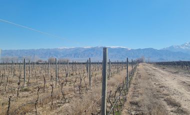 VENTA FINCA SAN CARLOS