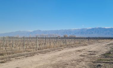 VENTA FINCA SAN CARLOS