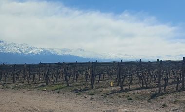 VENTA FINCA SAN CARLOS