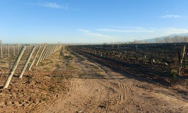 Finca - El Cepillo