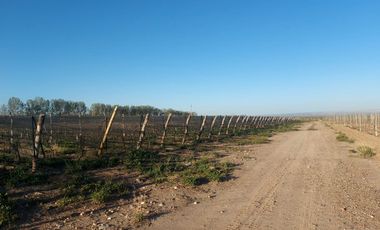 Finca - El Cepillo