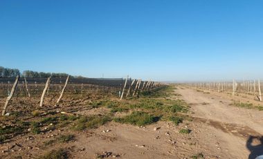 Finca - El Cepillo