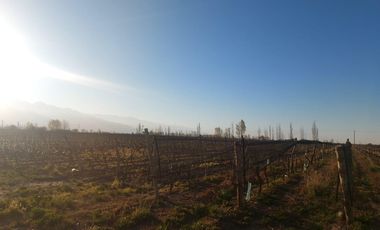 Finca - El Cepillo