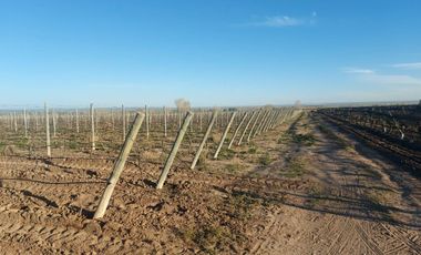 Finca - El Cepillo