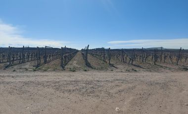 Finca - El Cepillo