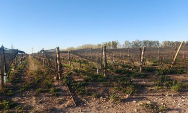 Finca - El Cepillo