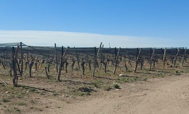 Finca - El Cepillo