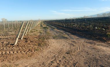 Finca - El Cepillo