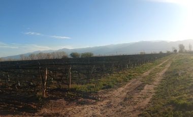 Finca - El Cepillo