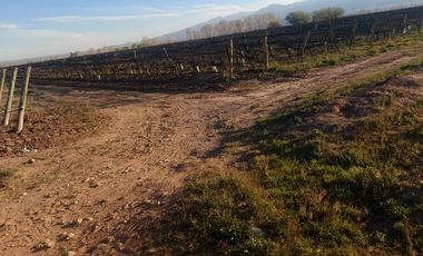 Finca - El Cepillo