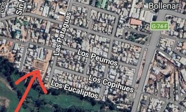LOS PEUMOS CON LAS PATAGUAS BOLLENAR