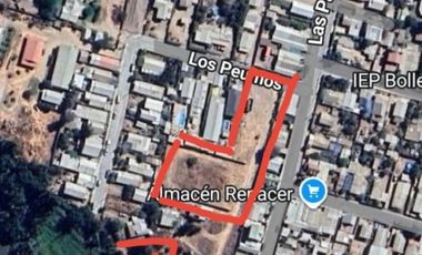 LOS PEUMOS CON LAS PATAGUAS BOLLENAR