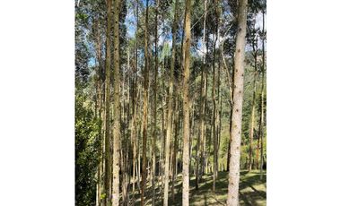 Vendo finca  en el  Retiro, Antioquia 12000 m2