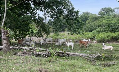 Se vende Finca en Viento Frío, Santa Isabel