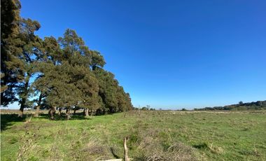 Campo de 52,6 has en venta cercano a plomer - Gral Las Heras