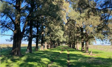 Campo de 52,6 has en venta cercano a plomer - Gral Las Heras