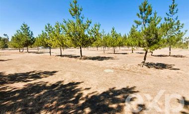 Parcela en Venta en EL VALLE LT D- 113