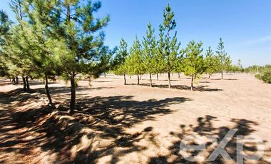 Parcela en Venta en EL VALLE LT D- 113