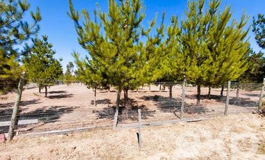 Parcela en Venta en EL VALLE LT D- 113