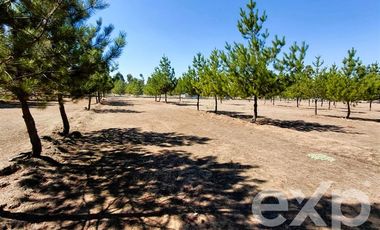 Parcela en Venta en EL VALLE LT D- 113