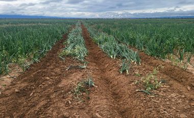 Campo en  VENTA