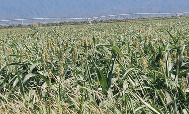 Campo en  VENTA