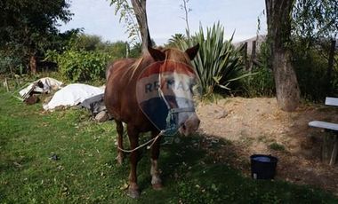 GRAN PARCELA 6000 m2 PUEBLO ZUÑIGA, SAN VICENTE