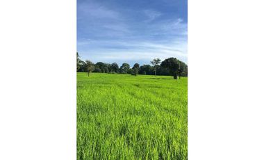 VENDO FINCA PLANA DE 83HECTAREAS CON AGUA VIVA