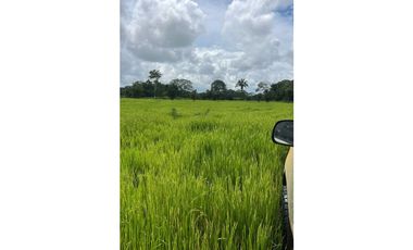 VENDO FINCA PLANA DE 83HECTAREAS CON AGUA VIVA