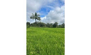 VENDO FINCA PLANA DE 83HECTAREAS CON AGUA VIVA