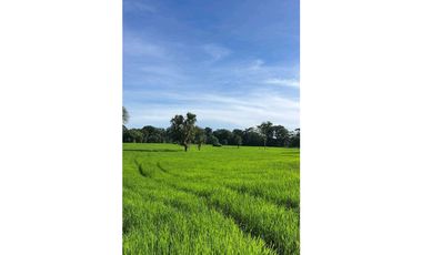 VENDO FINCA PLANA DE 83HECTAREAS CON AGUA VIVA