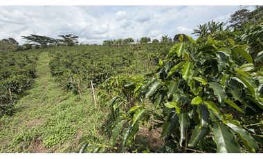 VENTA DE FINCA EN QUIMBAYA, QUINDO, COLOMBIA