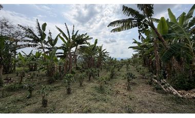 VENTA DE FINCA EN QUIMBAYA, QUINDO, COLOMBIA