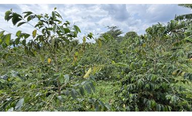 VENTA DE FINCA EN QUIMBAYA, QUINDO, COLOMBIA